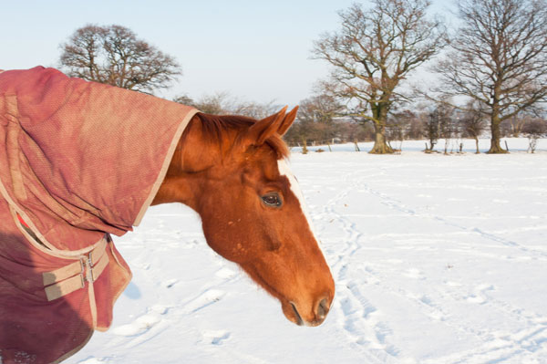Senior-horse-snow