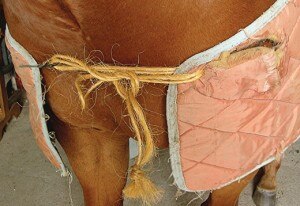 Photo credit: equisearch.com