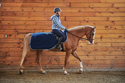 Chestnut horse being ridden indoors with navy quarter sheet