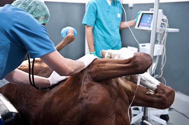 A horse under anesthesia and recumbent in an operation room for colic surgery.