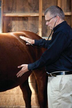 Equine veterinarian listening for gut sounds on a horse.