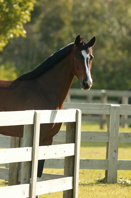 A bay horse standing in a paddock.