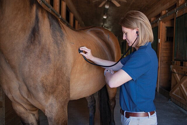 Veterinarian taking horse’s vital signs 