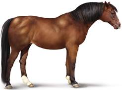 Brown horse with a cresty neck, as well as fat pads on the rump and tail head, and behind the shoulder.
