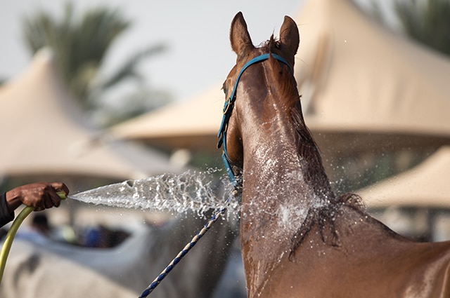 A bay horse being hosed with water on his neck.