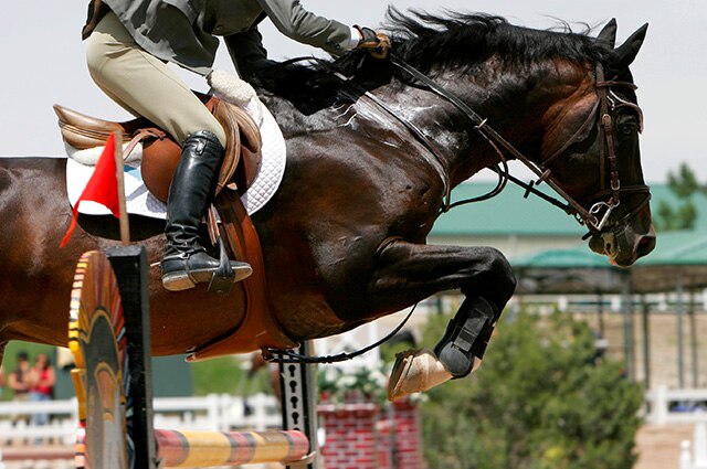 A horse in a show jumping competition with sweat lathered on his neck.