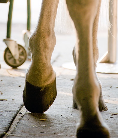 Learn how to keep your horse’s feet healthy