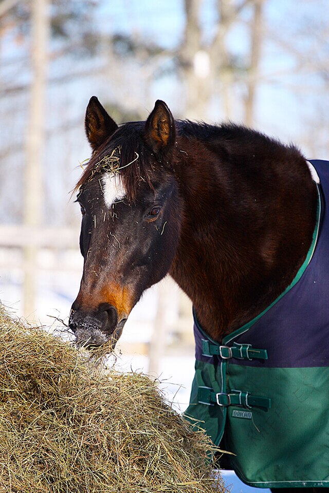 bay horse eating hay outside in the winter