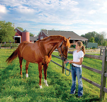 how to take care of a horse