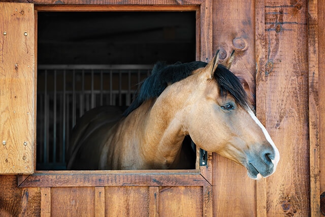 bay horse looking out stall window