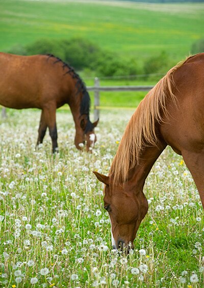 Summer Sores on Horses