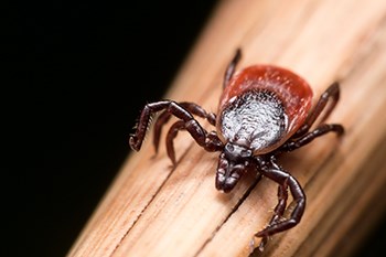 Deer ticks, also known as blacklegged ticks, spread the bacterial infection Borrelia burgdorferi, which causes Lyme Disease in horses.