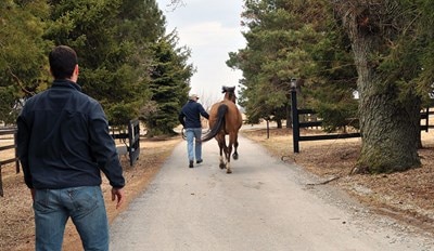 Veterinarian watching a bay horse being jogged off down road