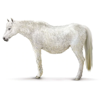Drawing of a white horse with cushings disease