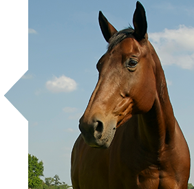 SmartCombo horse