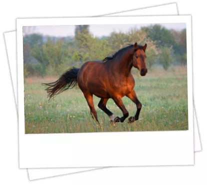 Horse Polariod