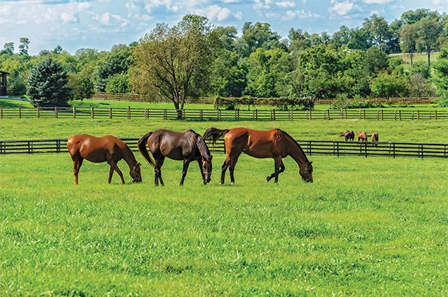 Horses grazing in a lush pasture.