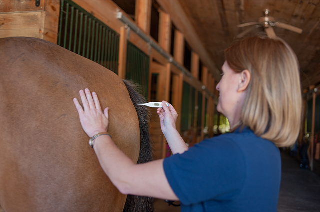 A veterinarian taking the rectal temperature of a horse.