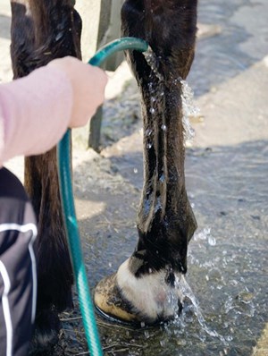 Person hosing horse leg