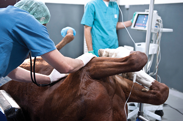 A recumbent horse under anesthesia being prepared for colic surgery at a veterinary hospital.