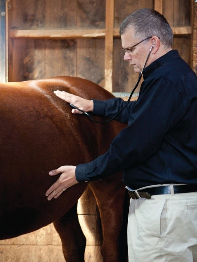 A veterinarian listening to a horse’s gut sounds.