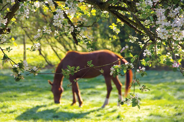 A horse grazing in a pasture while flowers are blooming in spring.