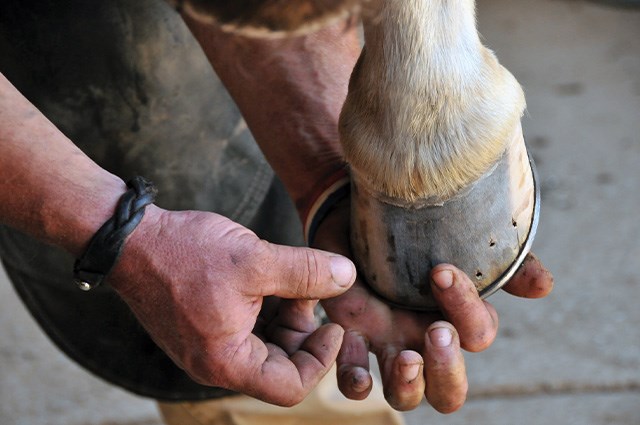 A farrier examining a horse’s hoof.