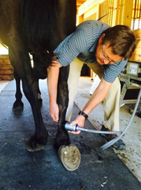Veterinarian Dr. Andris Kaneps performing shockwave therapy on a horse’s hind leg for suspensory desmitis.