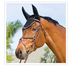 A horse wearing an ear net