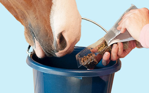 Horse eating from a bucket