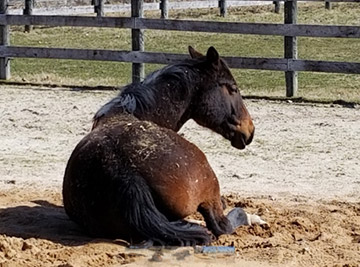 Horse laying down on the ground