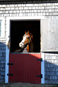 Horse looking out a barn door