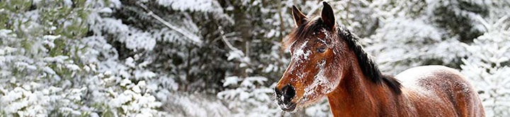 Blanket tips!  Hillside Stable – Ardrossan, Alberta