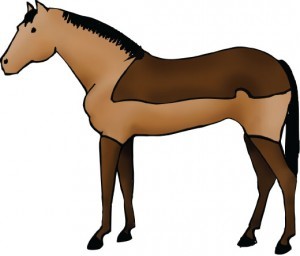 Illustration of a blanket clip on a horse, with hair left on horse’s back and legs.