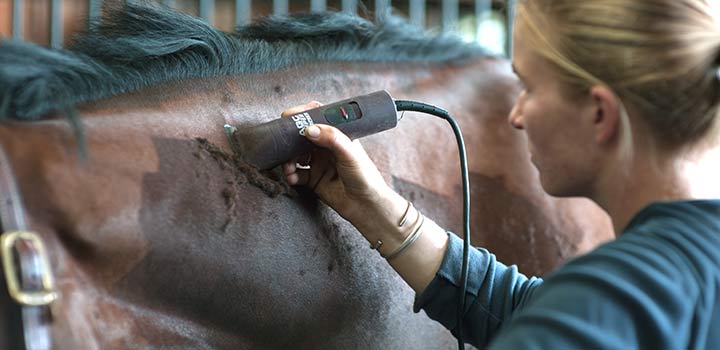 Woman clipping a horse’s neck. 