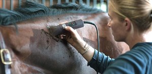 Woman clipping a horse’s neck. 