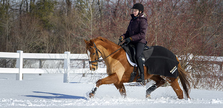 horse with partial trace clip