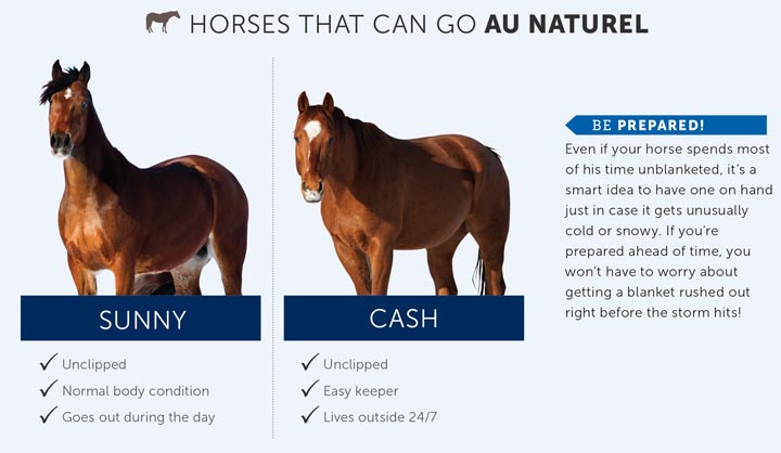 Ultimate Horse Blanket Size Guide: Find the Perfect Fit for Your Equine  Companion