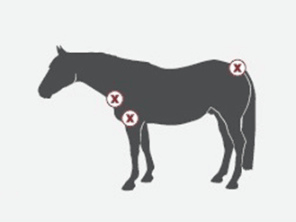 Quarter Horse Blankets have broader shoulders, cut back withers, and a shorter drop