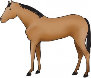 A full body blanket clip on a horse, leaving no body or leg hair.