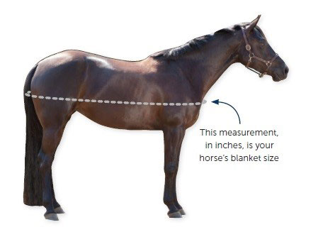 Diagram of how to measure a horse for a blanket