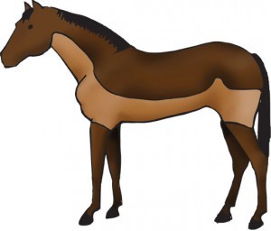 A trace clip, removing hair on a horse’s lower neck, chest, and underside.