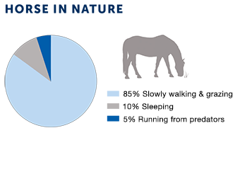 Horse activity in nature