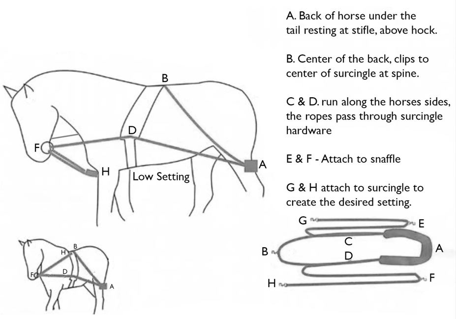 Sizing Chart for Pessoa Lungeing System