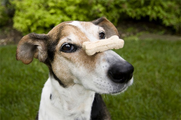 Is it safe outlet to eat dog treats