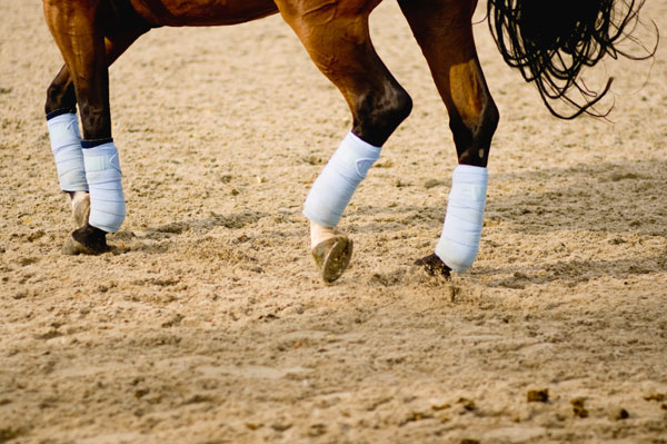 How Safe is Bute for Horses Long-term? - SmartPak Equine