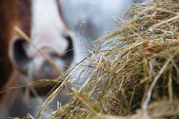 Using Straw to Stretch Feed Supplies