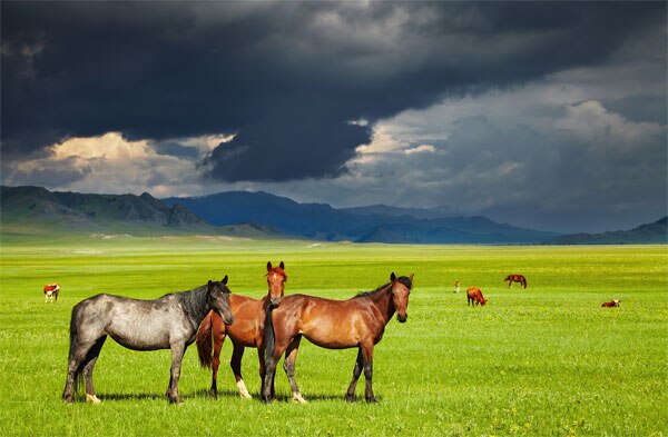 Horses-in-storm