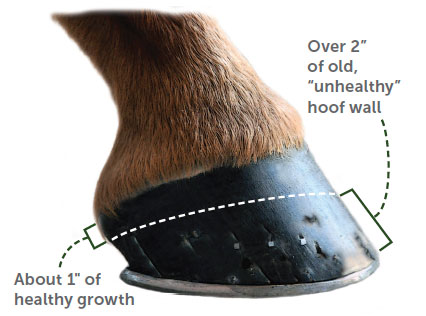 4monthHoof