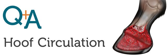 hoof.vascularity.fnl